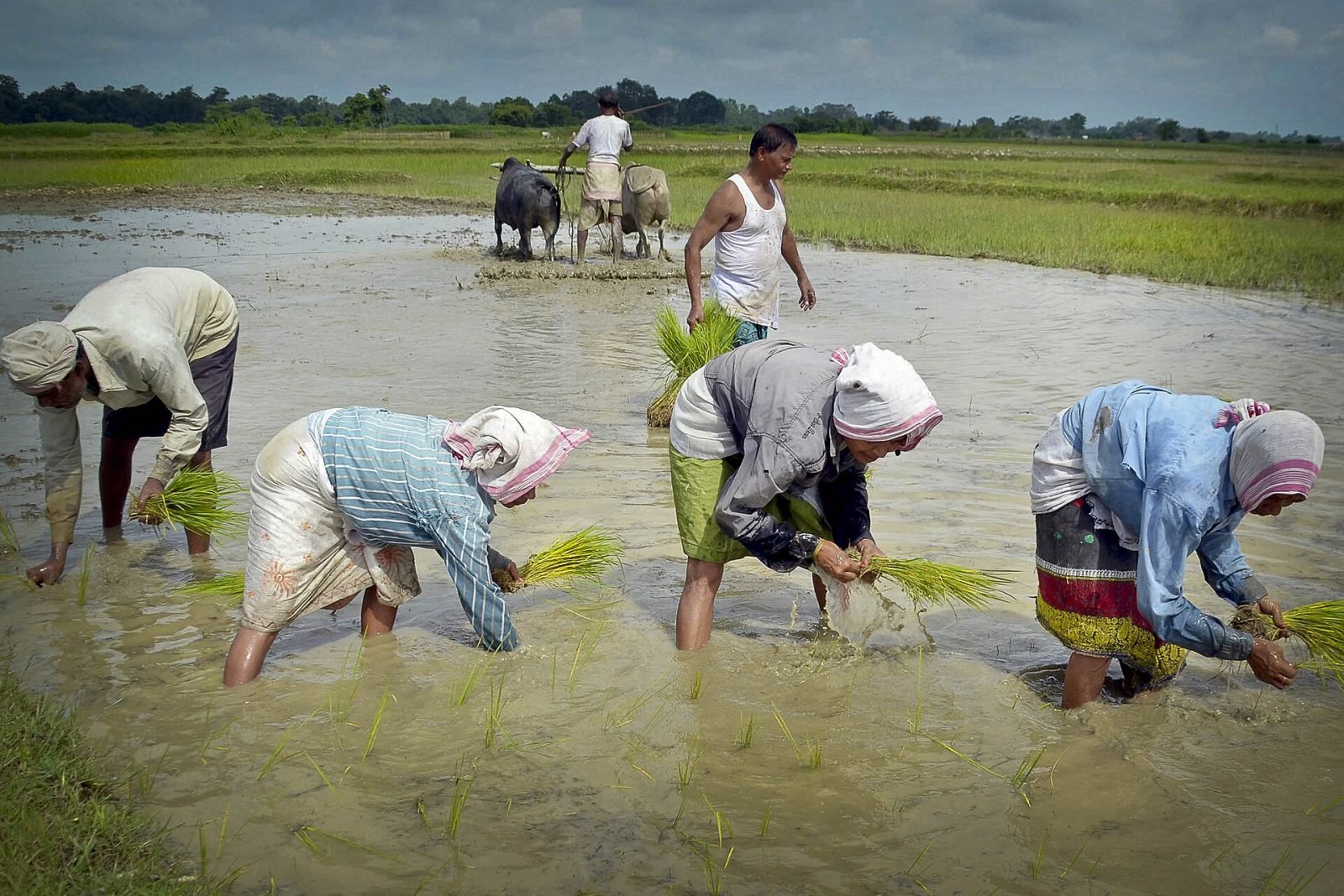 Solanki Krishi Seva Kendra